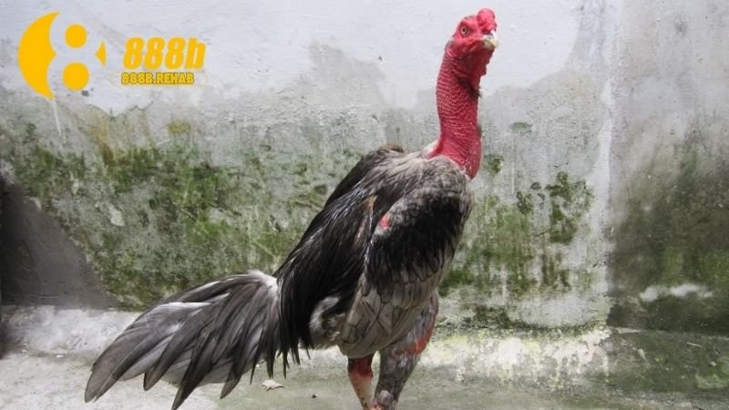 Gà Chọi Việt Nam - Biểu Tượng Độc Đáo và Đáng Tự Hào 4 thuong-mai-ga-choi