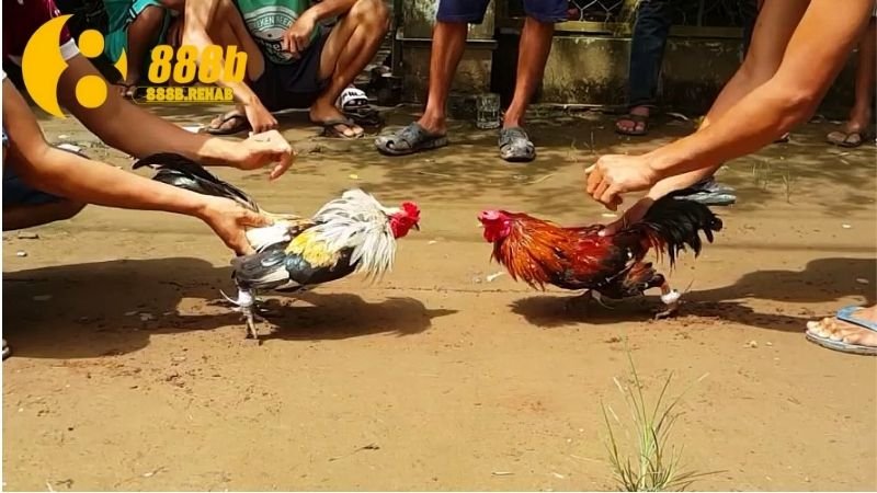 Gà Chọi Việt Nam - Biểu Tượng Độc Đáo và Đáng Tự Hào 3 phan-loai-ga-choi